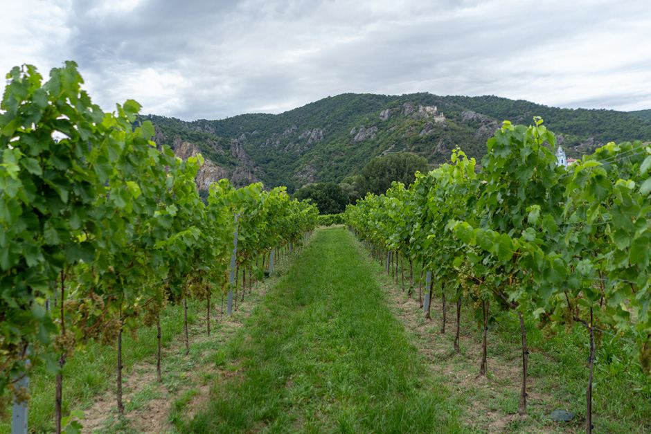Weingärten in der Wachau